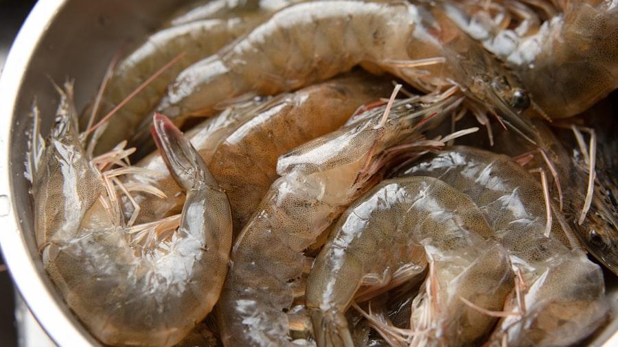 Black Tiger Shrimp — 1