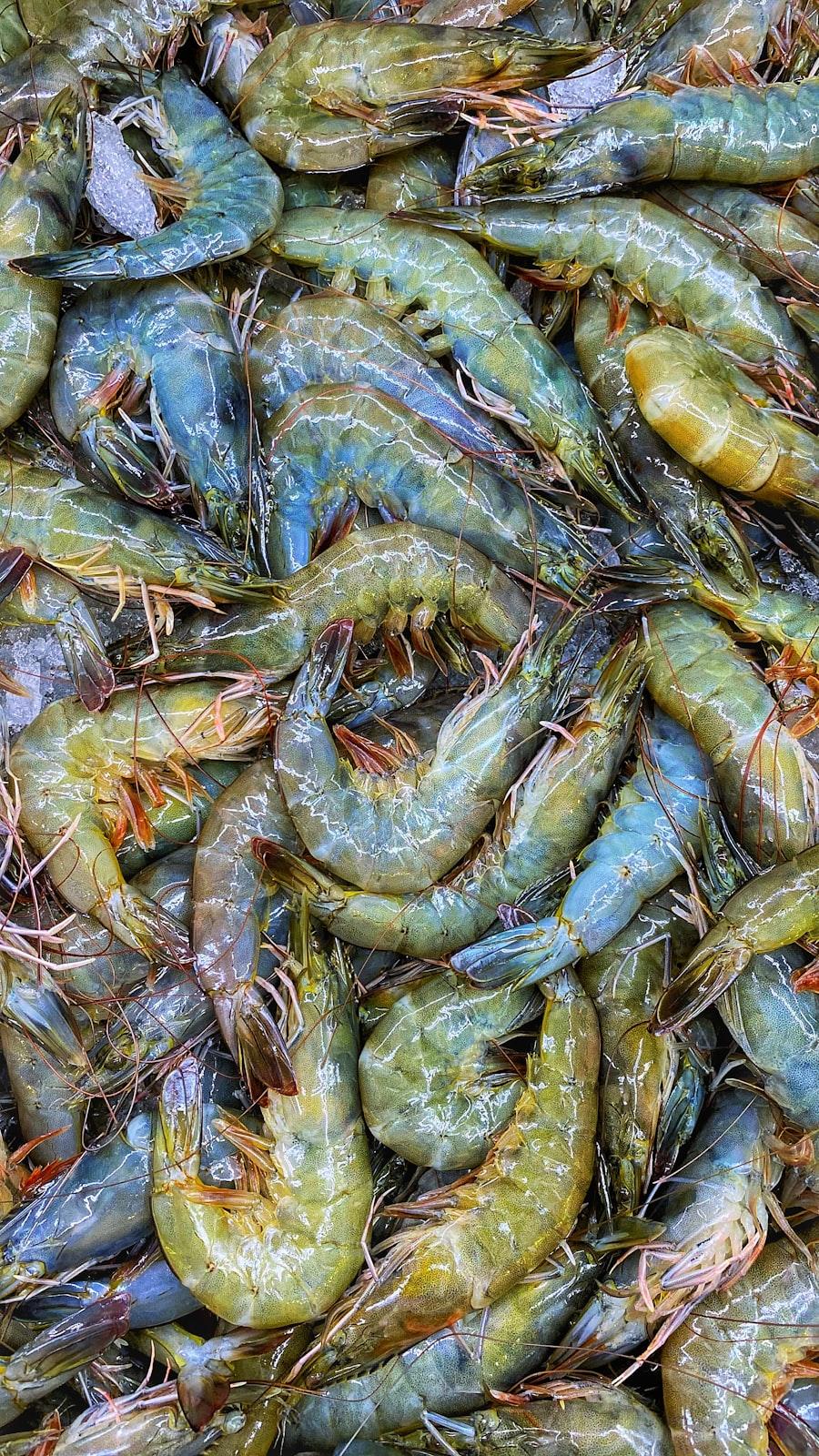 Black Tiger Shrimp — 3