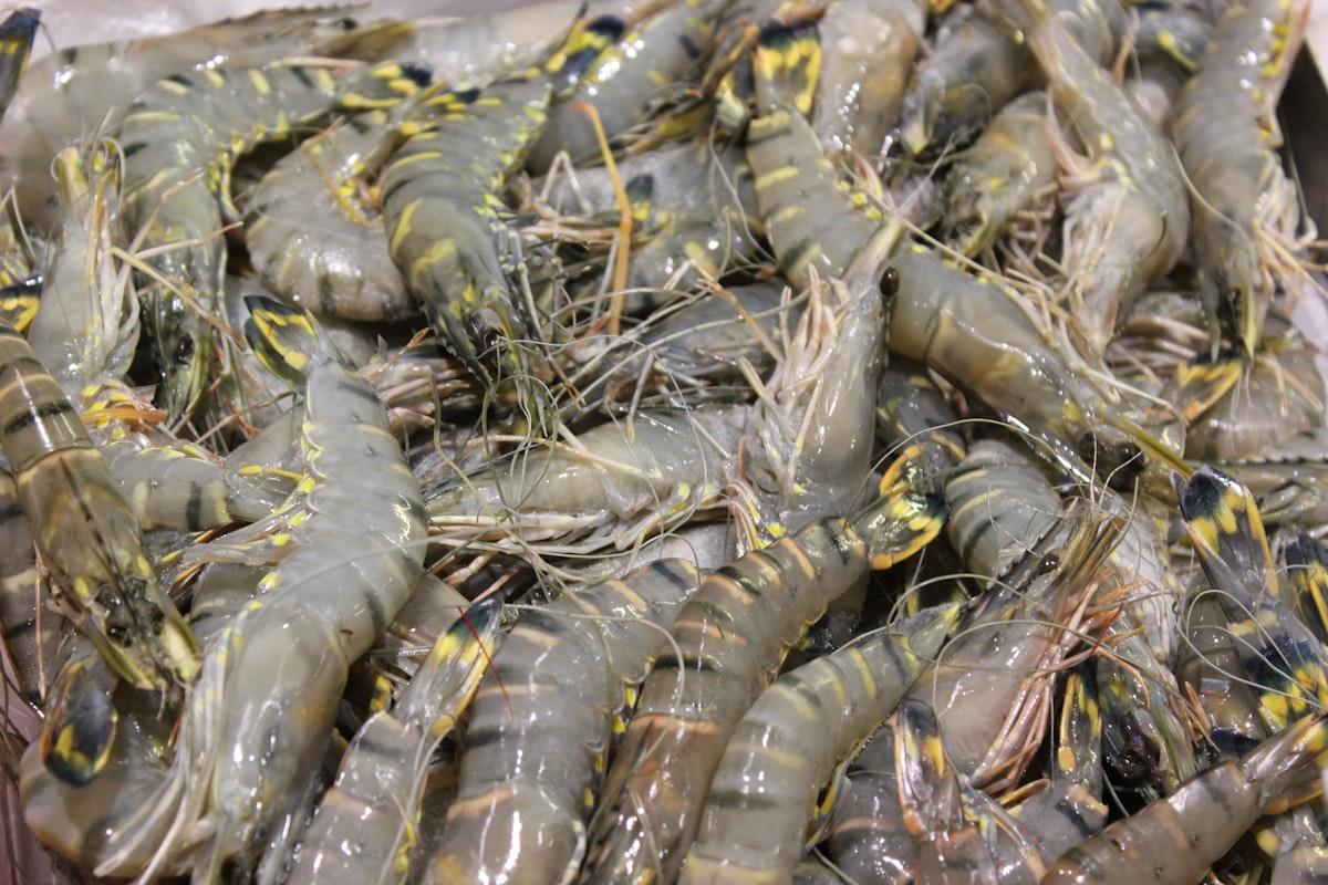 Black Tiger Shrimp